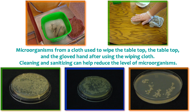 2 images showing a wash towel in a bucket and a wash towel being used to clean a table top. Another 2 images of culture samples from cloth.