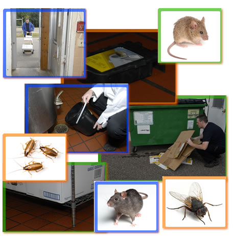 A collage of images showing a delivery with the door propped open, mice, rats, flies, cochroaches, a mouse trap, a worker cleaning around the dupster, a dry storage container 6 inches above the floor, and a worker pouring liquid down the floor drain.